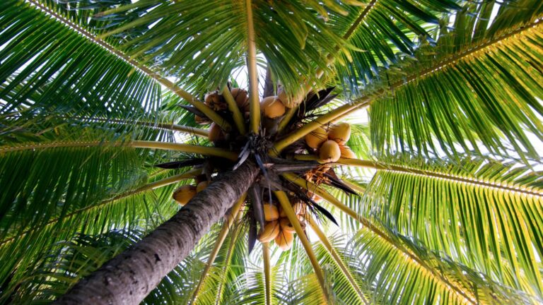 kingcoconut tree