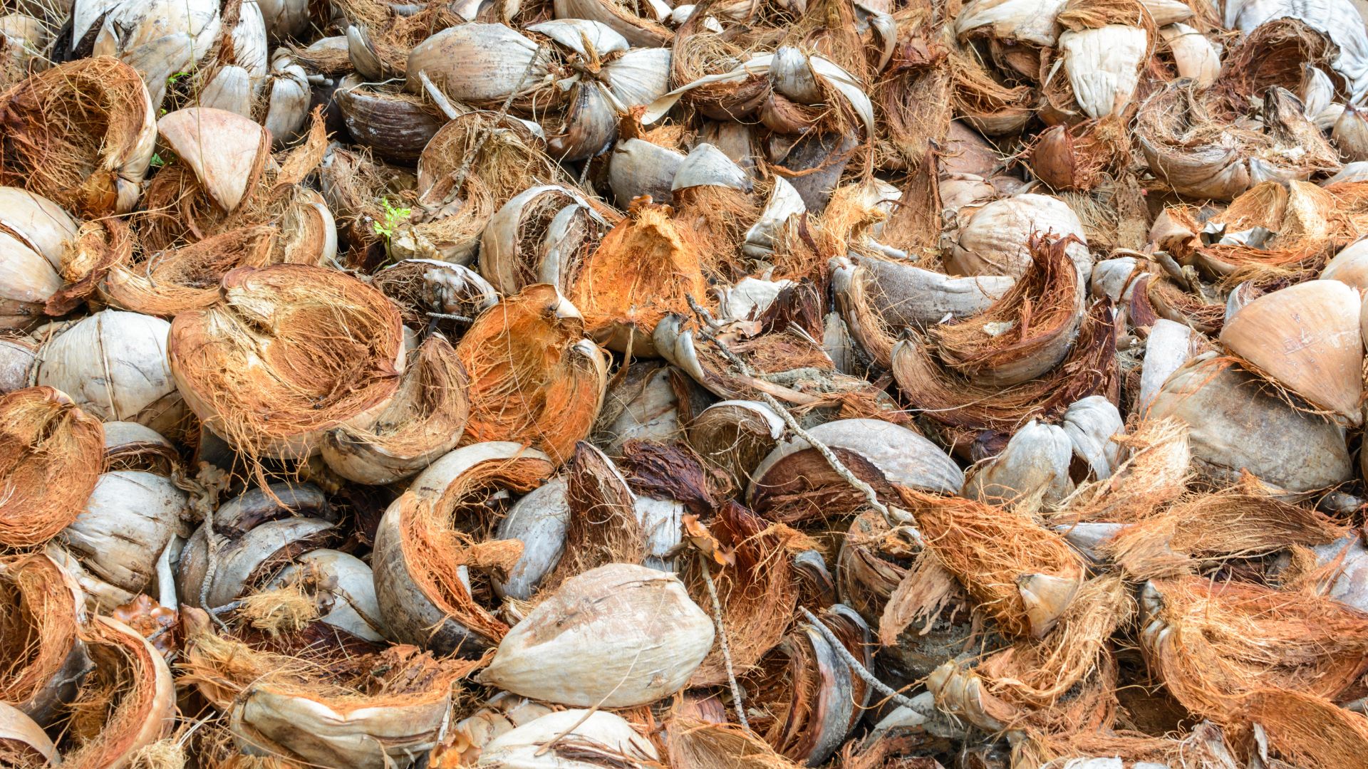 coconut husk