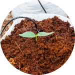 best coco peat srilanka